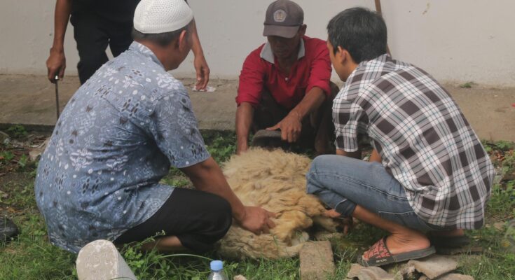 Thumbnail Artikel Peringati Idul Adha 1443 Hijriah, DKM Al-Khoir Unsika Lakukan Penyembelihan Hewan Kurban