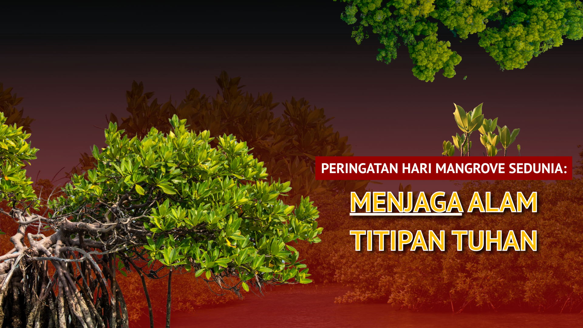 Thumbnail Artikel Peringatan Hari Mangrove Sedunia: Menjaga Alam Titipan Tuhan